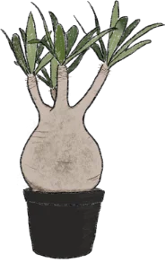 イラスト：塊根植物