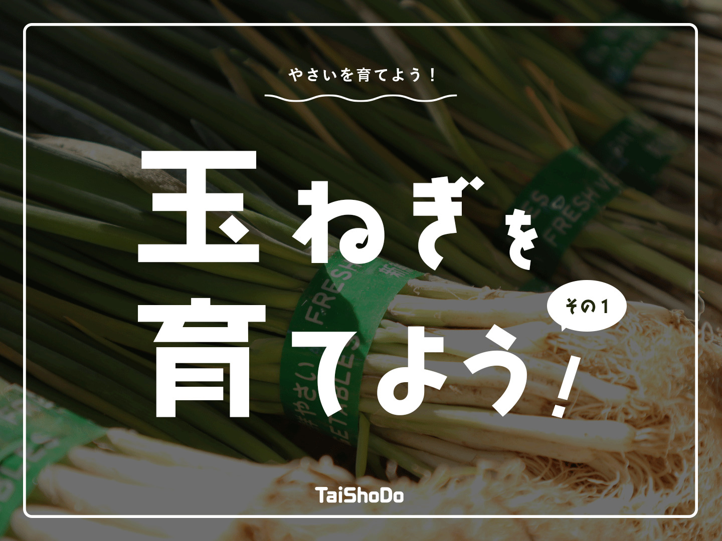 玉ねぎを育てよう！ その１｜お知らせ｜TaiShoDo