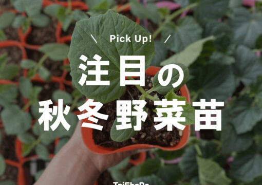 注目の秋冬野菜苗ピックアップ