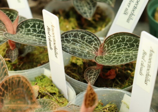 植物入荷情報｜ジュエルオーキッド など