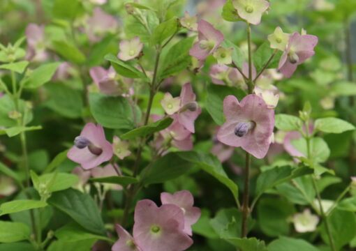 植物入荷情報｜チャイニーズハット など