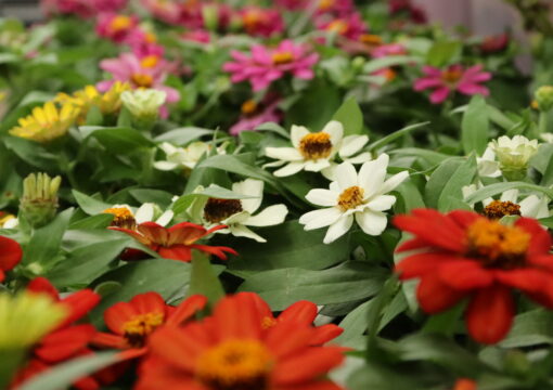 植物入荷情報｜ジニア など