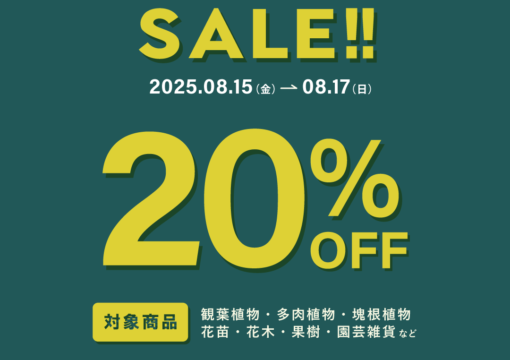 SUMMER SALE vol.2 開催！