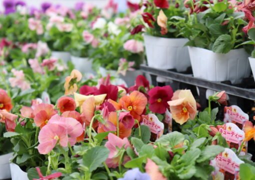 植物入荷情報｜2025.10.14