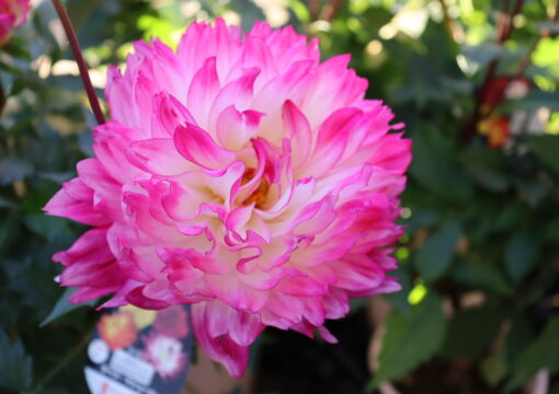 植物入荷情報｜2025.11.04