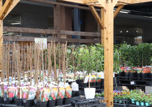 果樹苗 入荷情報