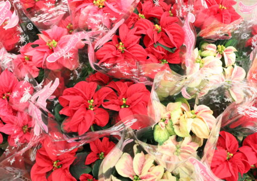 植物入荷情報｜2025.11.27