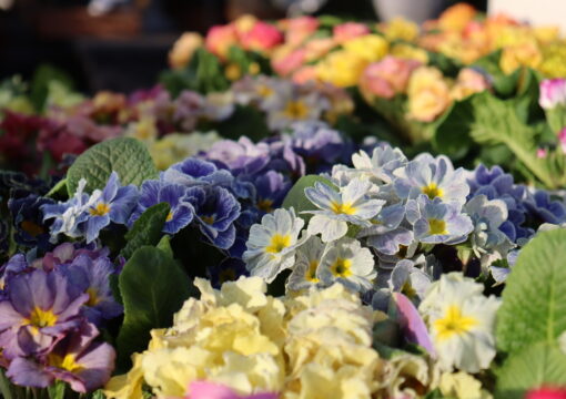 植物入荷情報｜2026.01.27