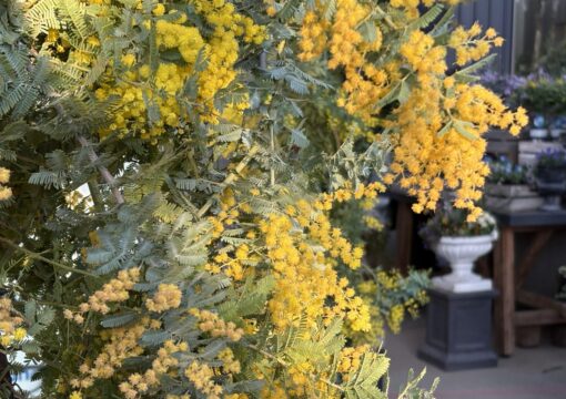 植物入荷情報｜2026.03.12