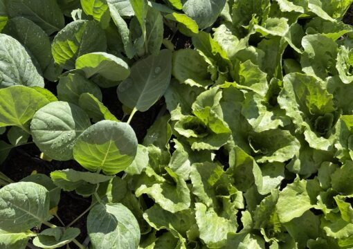 野菜苗入荷情報｜2026.03.19