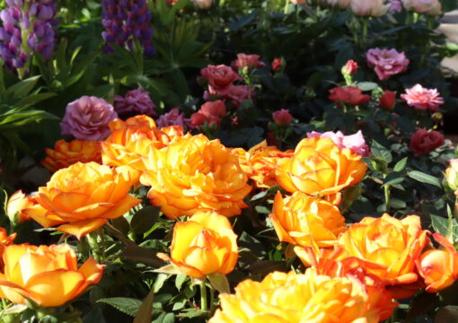 植物入荷情報｜2026.03.05