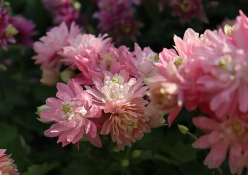 植物入荷情報｜2026.03.19