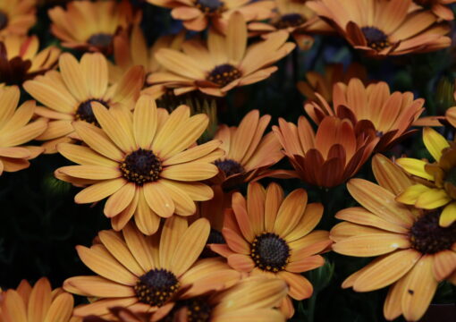 植物入荷情報｜2026.03.31