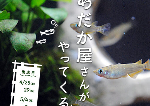 めだか屋さんが、やってくる！