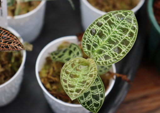 植物入荷情報｜2026.04.02