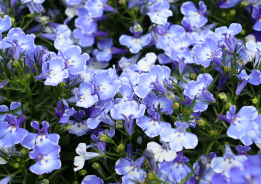 植物入荷情報｜2026.04.14