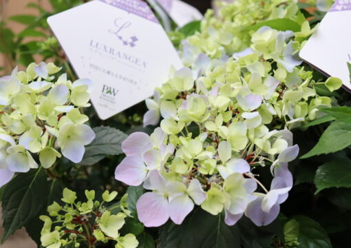 植物入荷情報｜2026.04.22