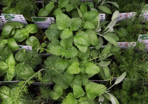 植物入荷情報｜2026.05.19