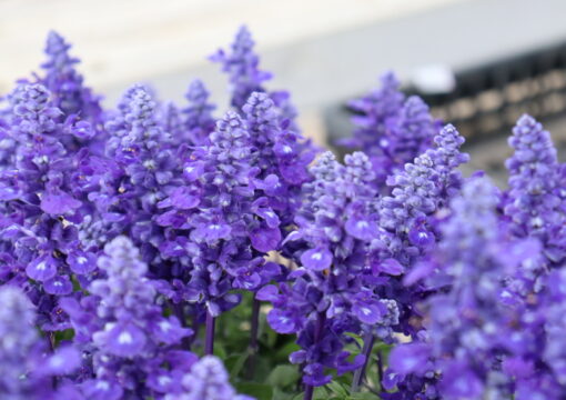 植物入荷情報｜2026.05.26