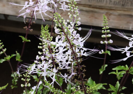 植物入荷情報｜2026.06.11
