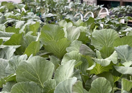 野菜苗入荷情報｜2026.08.20