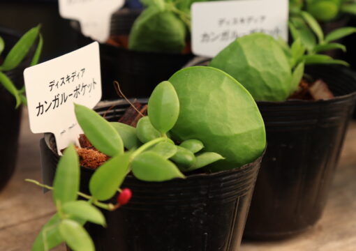 植物入荷情報｜2026.10.02