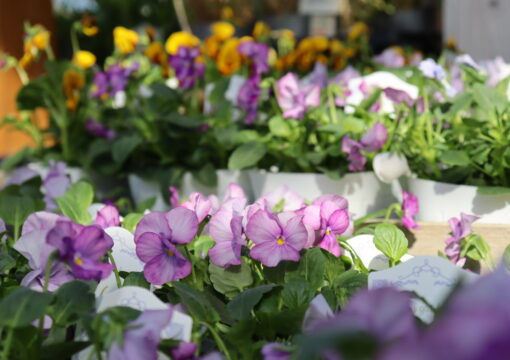 植物入荷情報｜2026.10.08